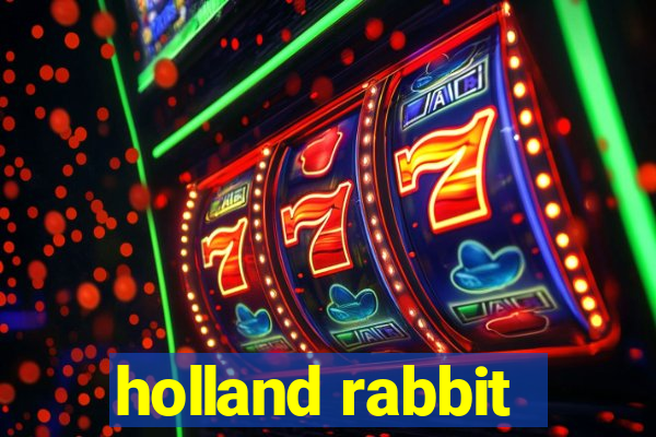 holland rabbit