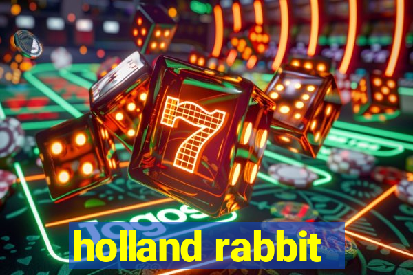 holland rabbit