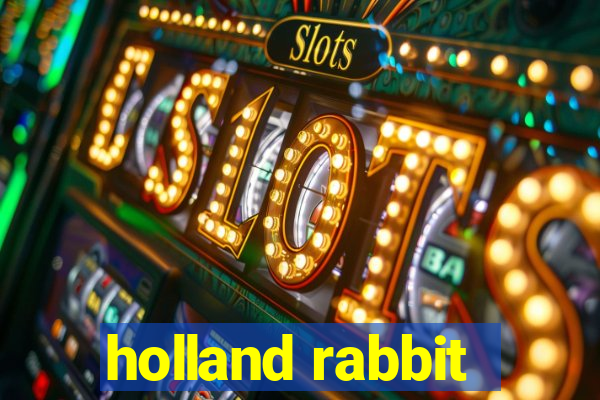 holland rabbit