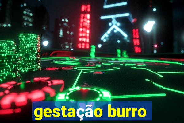 gestação burro