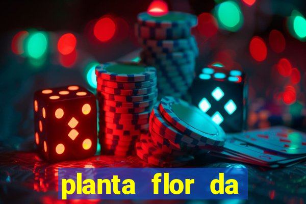 planta flor da fortuna como cuidar