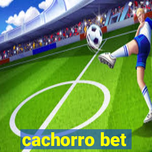 cachorro bet