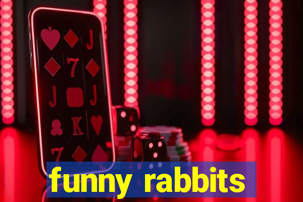 funny rabbits