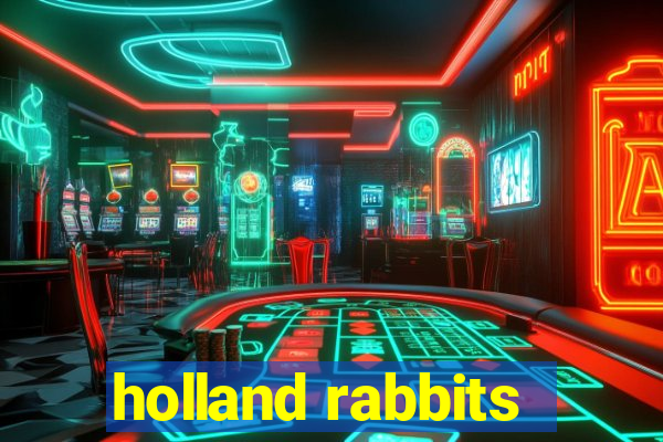 holland rabbits