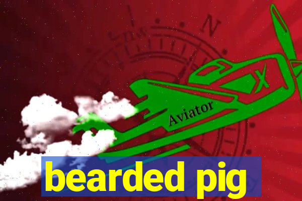 bearded pig