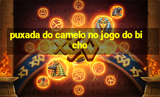 puxada do camelo no jogo do bicho