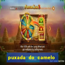 puxada do camelo no jogo do bicho