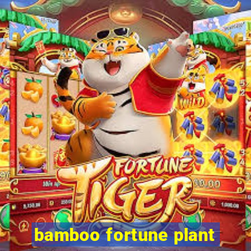 bamboo fortune plant