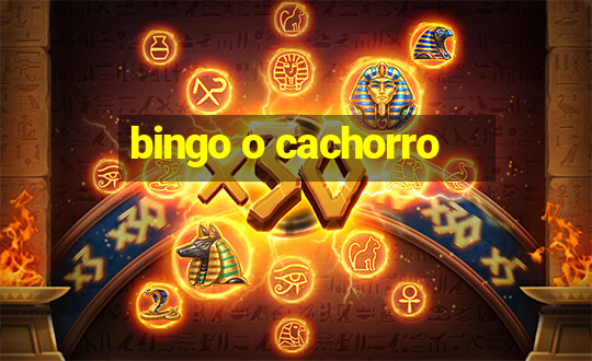 bingo o cachorro