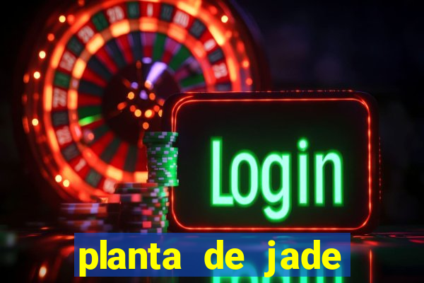 planta de jade significado espiritual