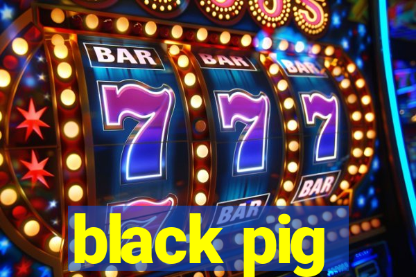 black pig